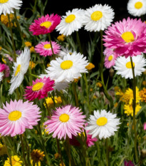 Slaměnka plnokvětá směs - Acroclinium roseum - prodej semen - 0,06 g