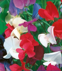 Hrachor královský směs - Lathyrus odoratus - prodej semen - 20 ks