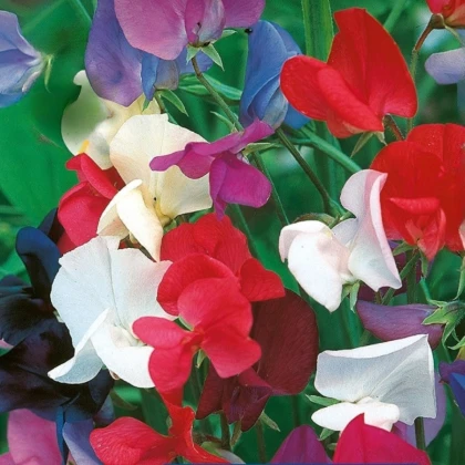 Hrachor královský směs - Lathyrus odoratus - prodej semen - 20 ks