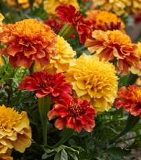 Aksamitník rozkladitý Strawberry Blonde - Tagetes patula - prodej semen - 0,3 g