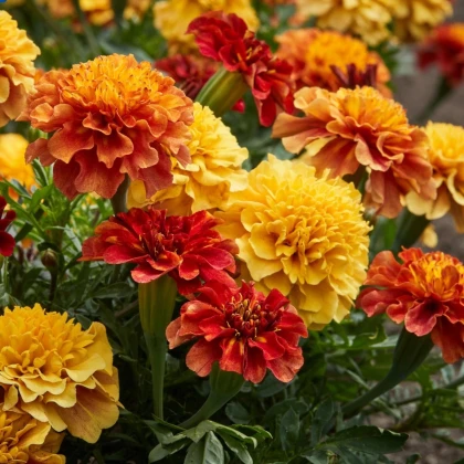 Aksamitník rozkladitý Strawberry Blonde - Tagetes patula - prodej semen - 0,3 g