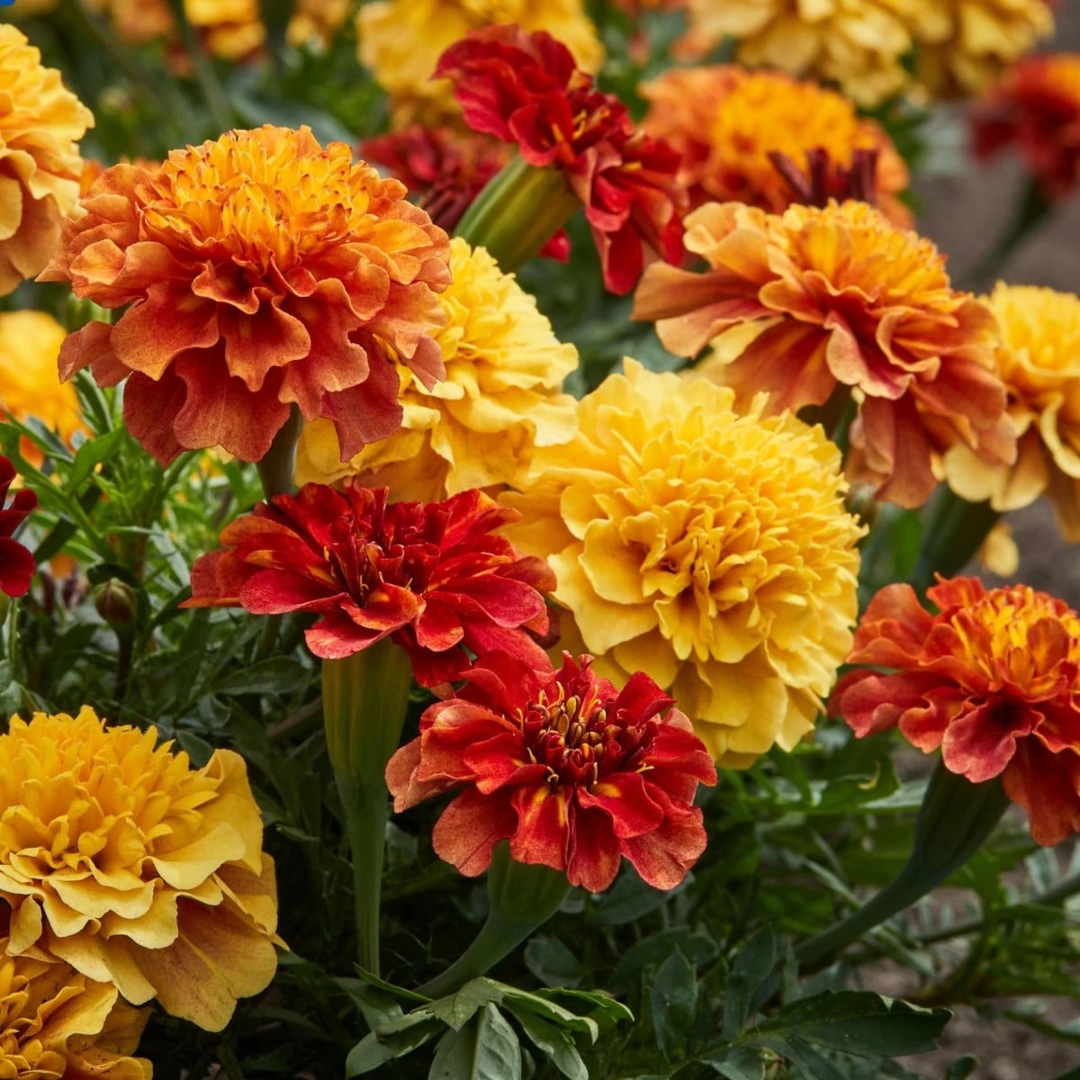 Aksamitník rozkladitý Strawberry Blonde - Tagetes patula - prodej semen - 0,3 g