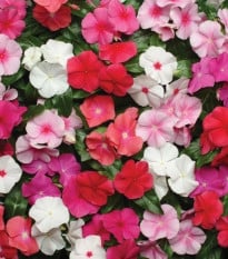 Barvínek Pacifica XP Mix - Catharanthus roseus - prodej semen - 30 ks