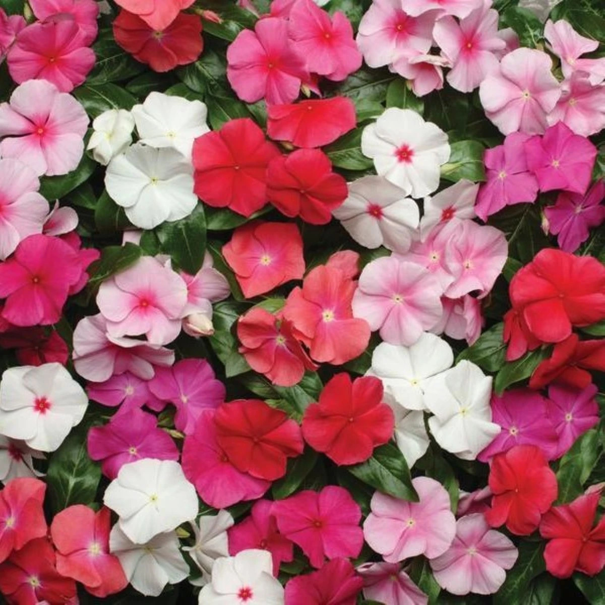 Barvínek Pacifica XP Mix - Catharanthus roseus - prodej semen - 30 ks