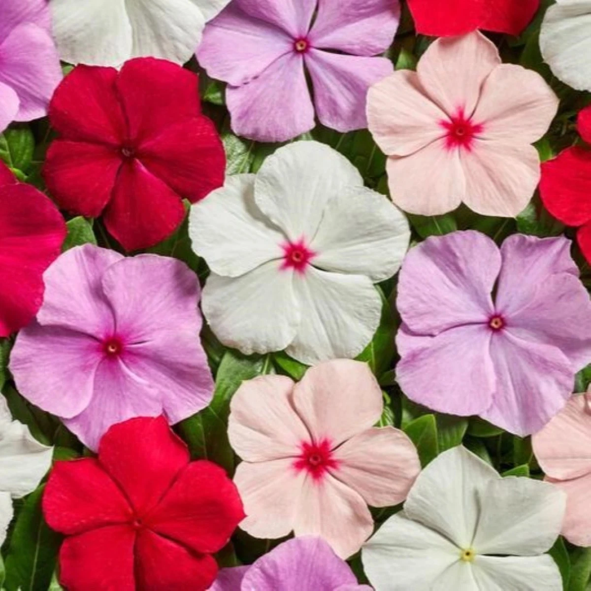 Barvínek Volcano Mix F1 - Catharanthus roseus - prodej semen - 30 ks