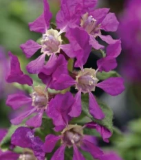 Hlazenec ohnivý Violet - japonská myrta - Cuphea Ilavea - prodej semen - 15 ks