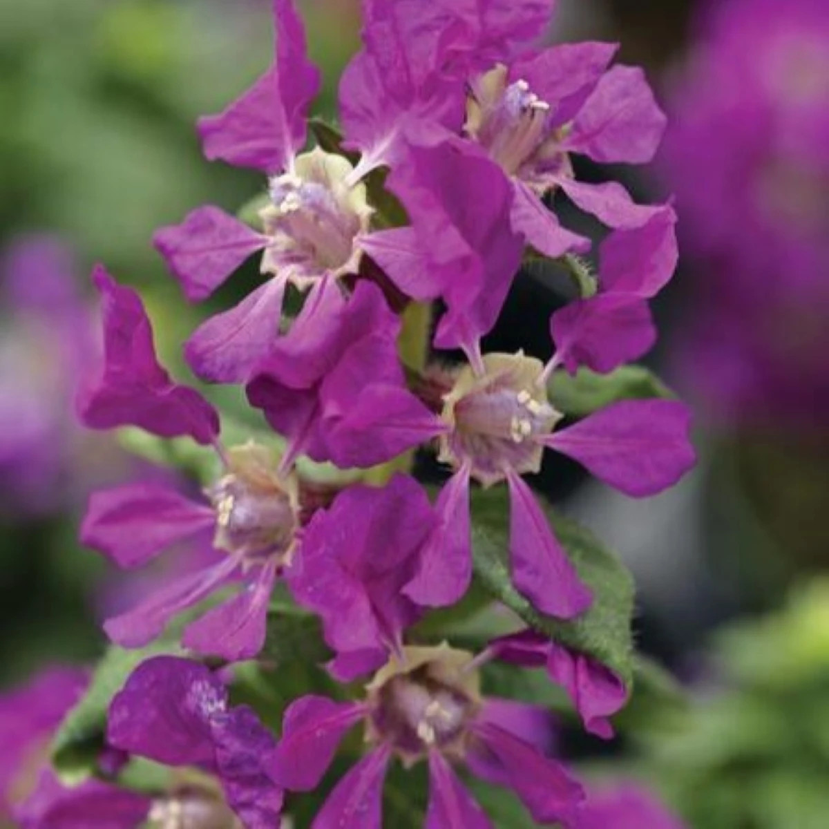 Hlazenec ohnivý Violet - japonská myrta - Cuphea Ilavea - prodej semen - 15 ks