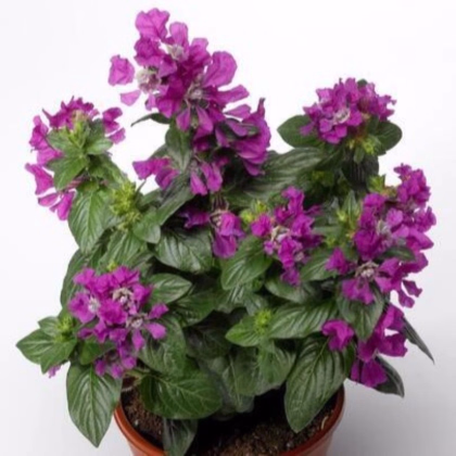 Hlazenec ohnivý Violet - japonská myrta - Cuphea Ilavea - prodej semen - 15 ks