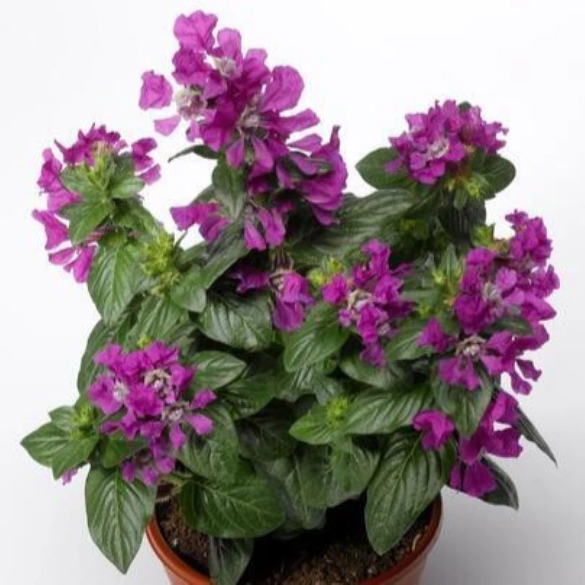 Hlazenec ohnivý Violet - japonská myrta - Cuphea Ilavea - prodej semen - 15 ks