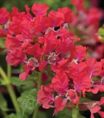 Hlazenec ohnivý Rose - japonská myrta - Cuphea Ilavea - prodej semen - 15 ks