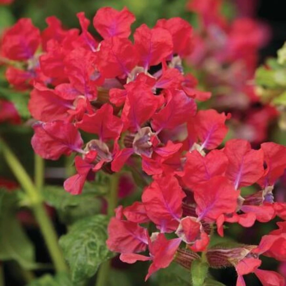 Hlazenec ohnivý Rose - japonská myrta - Cuphea Ilavea - prodej semen - 15 ks