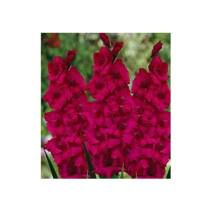 Gladiol Plum Tart - Gladiolus byzantinus - prodej cibulovin - 3 ks