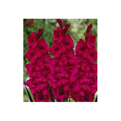 Gladiol Plum Tart - Gladiolus byzantinus - prodej cibulovin - 3 ks
