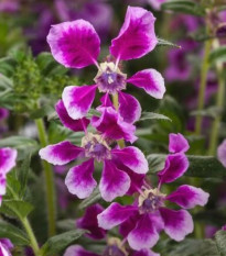 Hlazenec ohnivý Lavender Bicolor - japonská myrta - Cuphea Ilavea - prodej semen - 15 ks