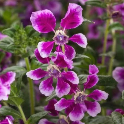 Hlazenec ohnivý Lavender Bicolor - japonská myrta - Cuphea Ilavea - prodej semen - 15 ks