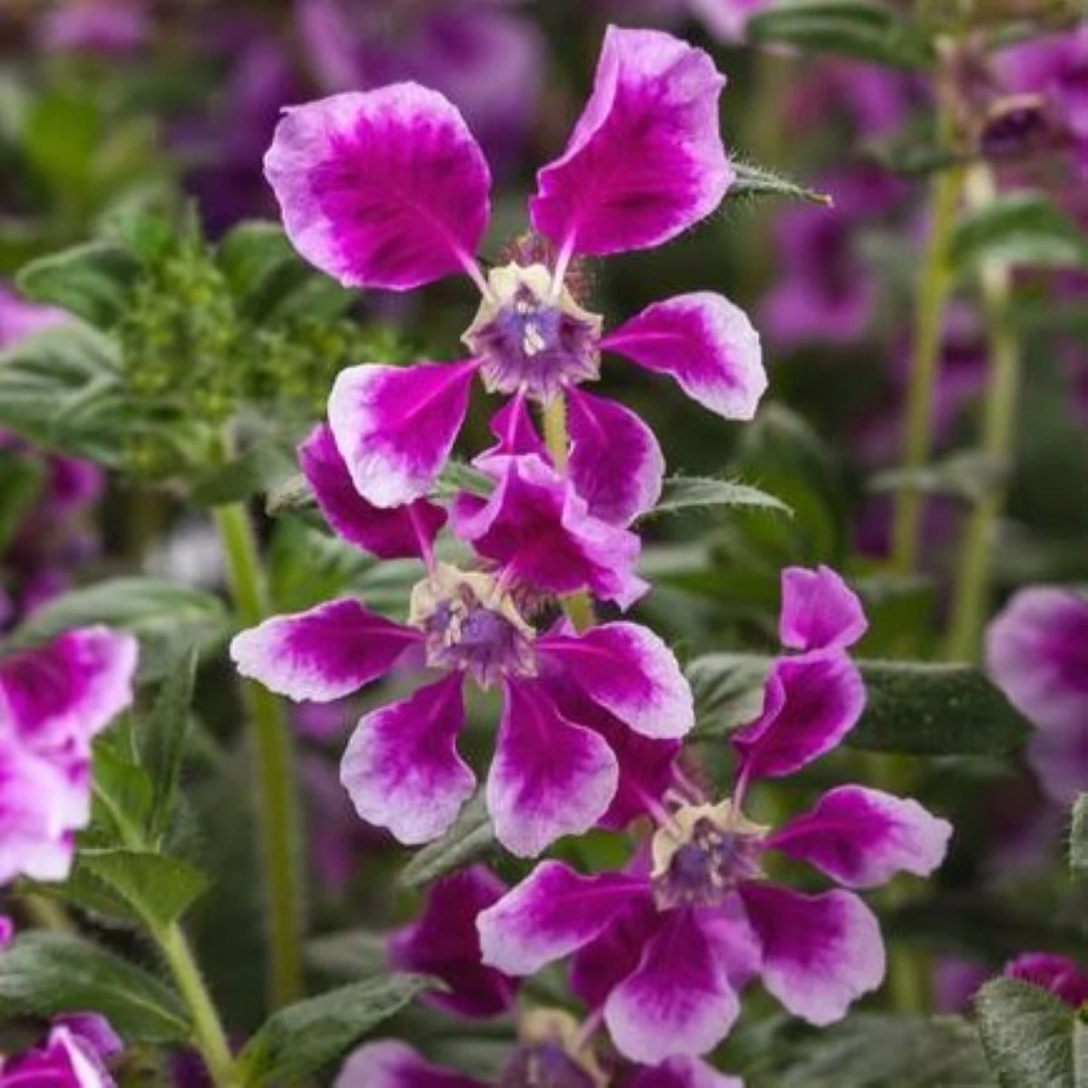 Hlazenec ohnivý Lavender Bicolor - japonská myrta - Cuphea Ilavea - prodej semen - 15 ks