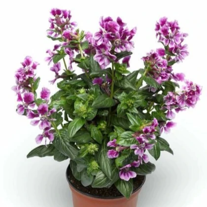 Hlazenec ohnivý Lavender Bicolor - japonská myrta - Cuphea Ilavea - prodej semen - 15 ks