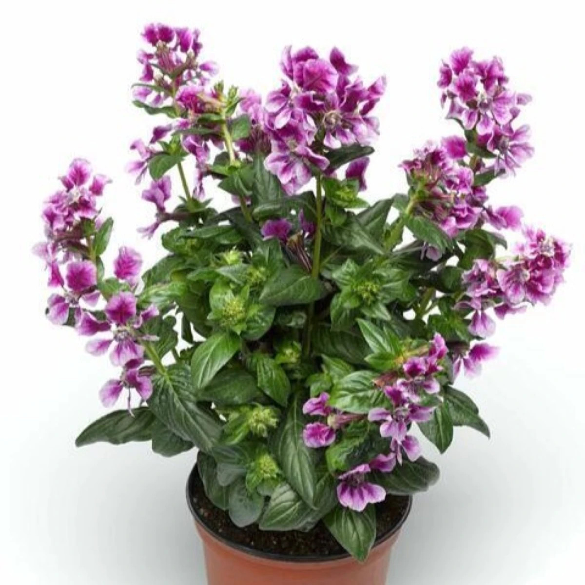 Hlazenec ohnivý Lavender Bicolor - japonská myrta - Cuphea Ilavea - prodej semen - 15 ks