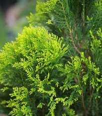 Túje Zerav orientální Compakta - Platycladus orientalis - prodej semen - 18 ks