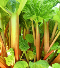 Rebarbora Goliath - Rheum rhabarbarum - prodej prostokořenných sazenic - 1 ks