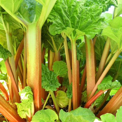 Rebarbora Goliath - Rheum rhabarbarum - prodej prostokořenných sazenic - 1 ks