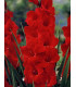 Gladiol červený Hunting song - Gladiolus - prodej cibulovin - 3 ks