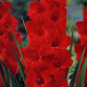 Gladiol červený Hunting song - Gladiolus - prodej cibulovin - 3 ks