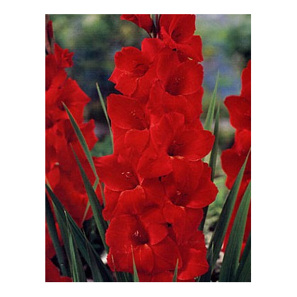 Gladiol červený Hunting song - Gladiolus - prodej cibulovin - 3 ks
