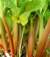 Rebarbora Timperley Early - Rheum rhabarbarum - prodej prostokořenných sazenic - 1 ks