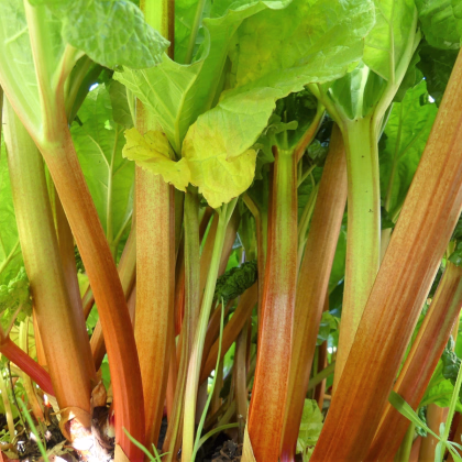 Rebarbora Timperley Early - Rheum rhabarbarum - prodej prostokořenných sazenic - 1 ks