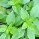 BIO Bazalka středně velké listy - Ocimum basilicum - prodej semen - 100 ks
