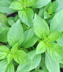 BIO Bazalka středně velké listy - Ocimum basilicum - prodej semen - 100 ks