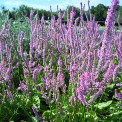 Limonka Suworova růžová - Limonium suworowii - prodej semen - 600 ks