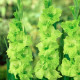 Gladiol Green Star - Gladiolus communis - prodej cibulovin - 3 ks