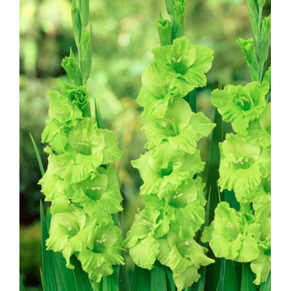 Gladiol Green Star - Gladiolus communis - prodej cibulovin - 3 ks