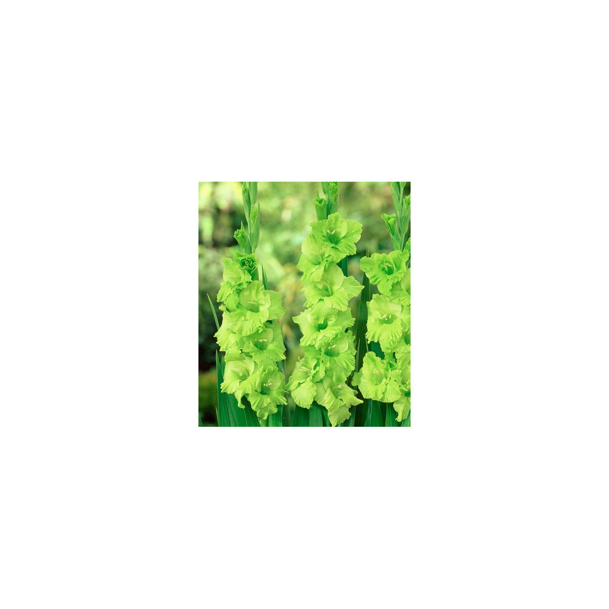 Gladiol Green Star - Gladiolus communis - prodej cibulovin - 3 ks