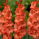 Gladiol oranžový - Gladiolus communis - prodej cibulovin - 3 ks