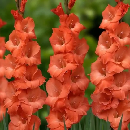 Gladiol oranžový - Gladiolus communis - prodej cibulovin - 3 ks