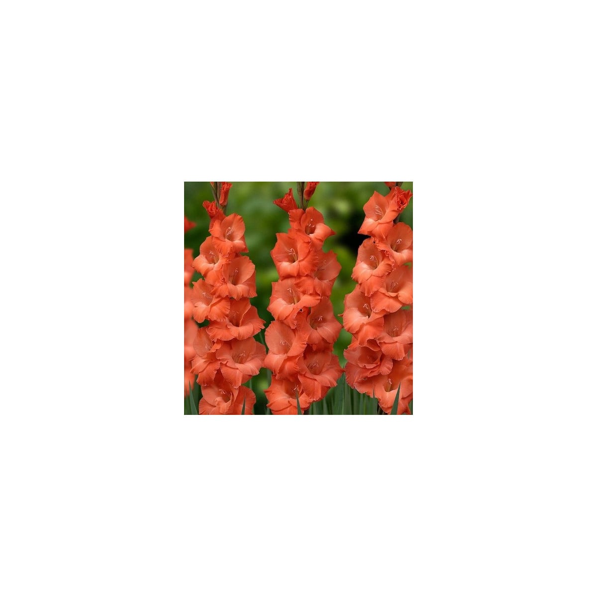 Gladiol oranžový - Gladiolus communis - prodej cibulovin - 3 ks