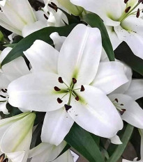Lilie Casablanca - Lilium - cibule lilie - 1 ks