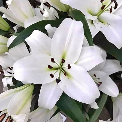 Lilie Casablanca - Lilium - cibule lilie - 1 ks