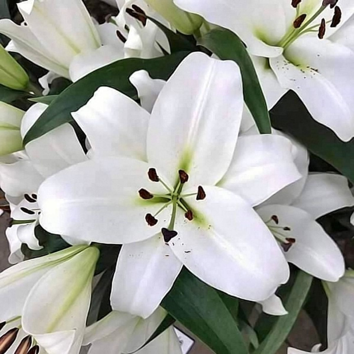 Lilie Casablanca - Lilium - cibule lilie - 1 ks