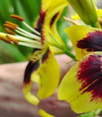 Lilie Pieton - Lilium - prodej cibulovin - 1 ks