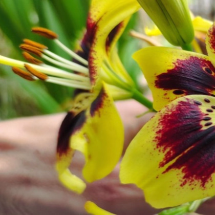 Lilie Pieton - Lilium - prodej cibulovin - 1 ks