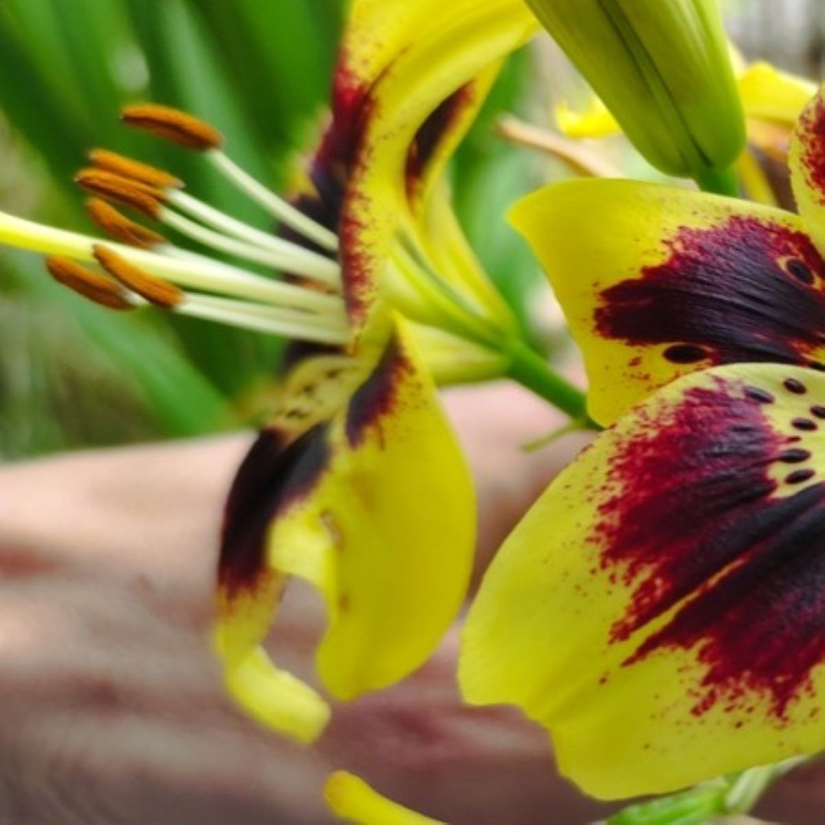 Lilie Pieton - Lilium - prodej cibulovin - 1 ks