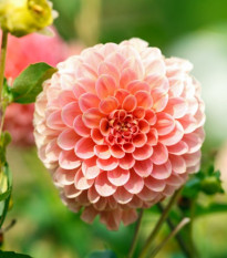 Jiřinka Nathalie G - Dahlia - prodej cibulovin - 1 ks