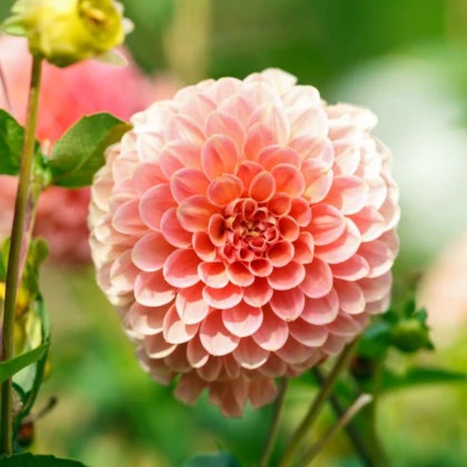 Jiřinka Nathalie G - Dahlia - prodej cibulovin - 1 ks