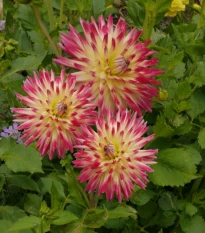 Jiřinka Tahiti Sunrise - Dahlia - prodej cibulovin - 1 ks