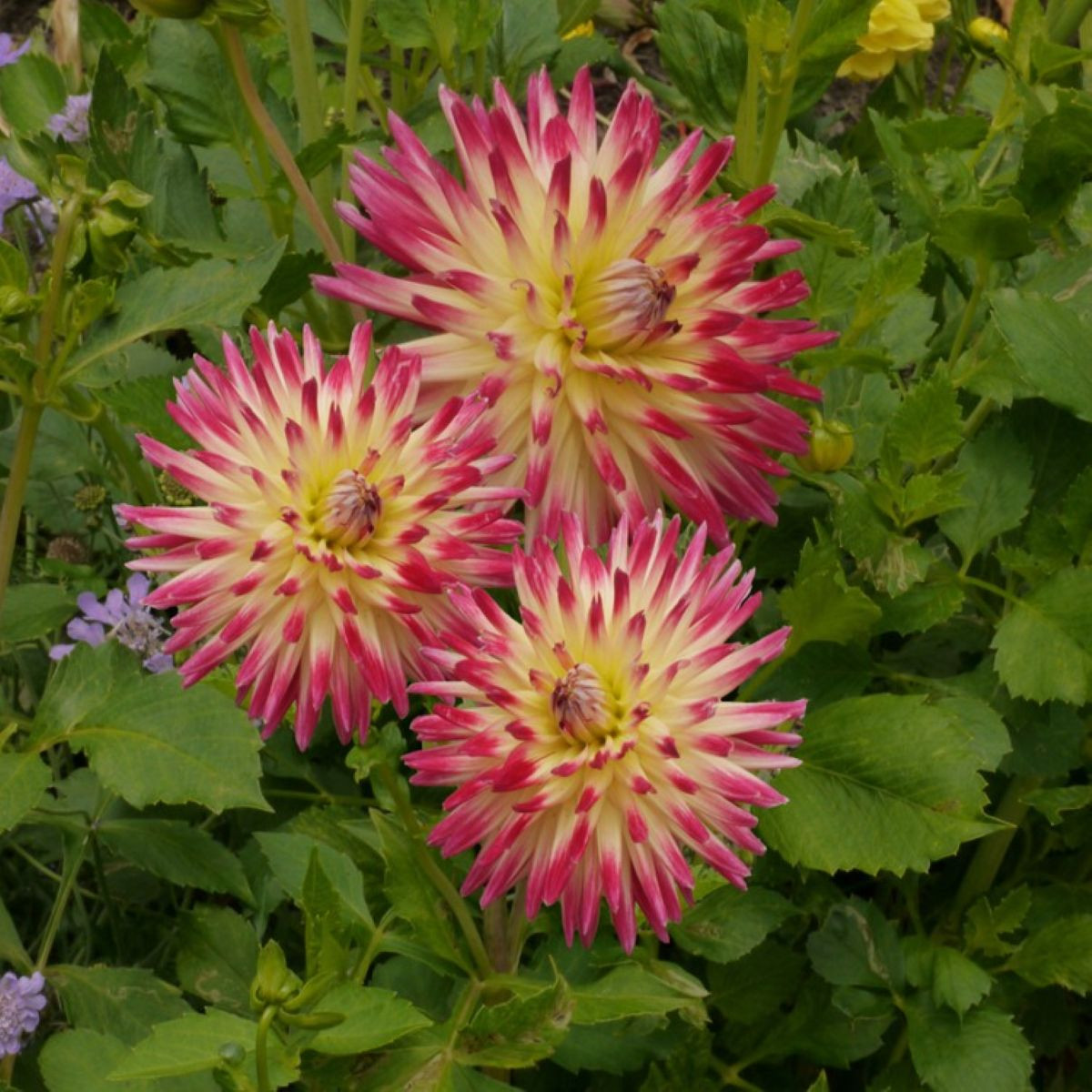 Jiřinka Tahiti Sunrise - Dahlia - prodej cibulovin - 1 ks