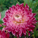 Jiřinka Vancouver - Dahlia - prodej cibulovin - 1 ks
